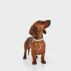 Nomad Tales Calma Halsband, Sand -ZOOPLUS Verkäufe 326198 326096 nomad tales calma halsband ebony 04 1