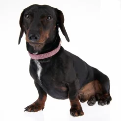 Nomad Tales Calma Halsband, Burgundy -ZOOPLUS Verkäufe 326204 calma m fg 7337 8