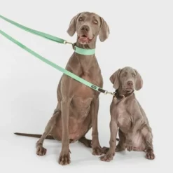 Nomad Tales Bloom Leine, Mint -ZOOPLUS Verkäufe 326798 nomad tales bloom halsband mint 02 9