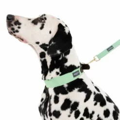 Nomad Tales Bloom Leine, Mint -ZOOPLUS Verkäufe 326801 328199 bloom l fg 7561 0