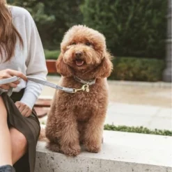 Nomad Tales Calma Halsband, Stone -ZOOPLUS Verkäufe 326806 326197 nomad tales calma halsband stone 04 2