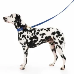 Nomad Tales Bloom Leine, Sapphire -ZOOPLUS Verkäufe 326810 328197 bloom l fg 7599 7