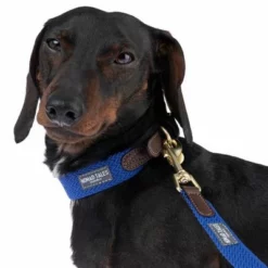 Nomad Tales Bloom Leine, Sapphire -ZOOPLUS Verkäufe 327096 328196 bloom xs fg 7379 2