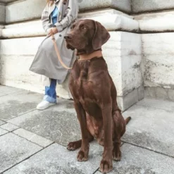 Nomad Tales Bloom Leine, Caramel 20 Nomad Tales Bloom Leine, Caramel -ZOOPLUS Verkäufe 328202 328296 nt bloom leine caramel 0