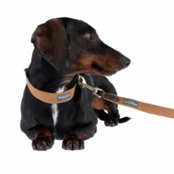 Nomad Tales Bloom Leine, Caramel 23 Nomad Tales Bloom Leine, Caramel -ZOOPLUS Verkäufe 328697 328202 bloom xs fg 7393 5