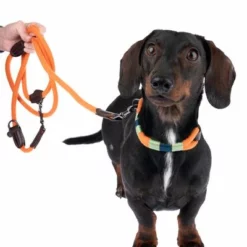 Nomad Tales Spirit Leine, Tangerine 18 Nomad Tales Spirit Leine, Tangerine -ZOOPLUS Verkäufe 328796 329297 spirit xs fg 7658 6