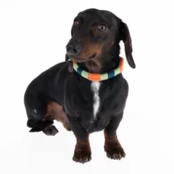 Nomad Tales Spirit Halsband, Tangerine 24 Nomad Tales Spirit Halsband, Tangerine -ZOOPLUS Verkäufe 328796 spirit xs fg 7642 9