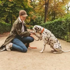 Nomad Tales Spirit Halsband, Tangerine 23 Nomad Tales Spirit Halsband, Tangerine -ZOOPLUS Verkäufe 328896 nomad tales halsband tangerine leine 02 8