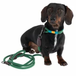 Nomad Tales Spirit Halsband, Pine 35 Nomad Tales Spirit Halsband, Pine -ZOOPLUS Verkäufe 328999 329007 spirit xs fg 7757 1