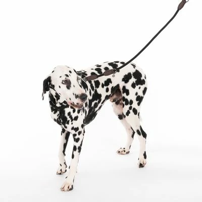 Nomad Tales Spirit Leine, Ebony 4 Nomad Tales Spirit Leine, Ebony – Bild 2