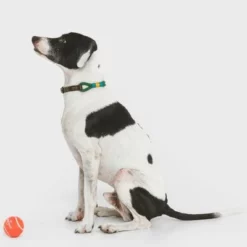 Nomad Tales Spirit Halsband, Pine 23 Nomad Tales Spirit Halsband, Pine -ZOOPLUS Verkäufe 329007 nomad tales spirit leinen halsbaender 02 9