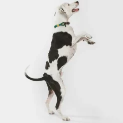 Nomad Tales Spirit Halsband, Pine 31 Nomad Tales Spirit Halsband, Pine -ZOOPLUS Verkäufe 329007 nomad tales spirit leinen halsbaender 04 8