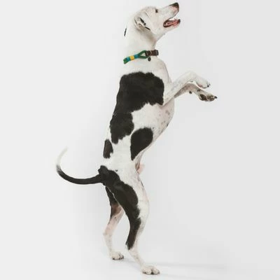 Nomad Tales Spirit Halsband, Pine 15 Nomad Tales Spirit Halsband, Pine – Bild 13