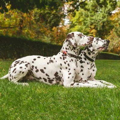 Nomad Tales Spirit Halsband, Stone 6 Nomad Tales Spirit Halsband, Stone – Bild 4