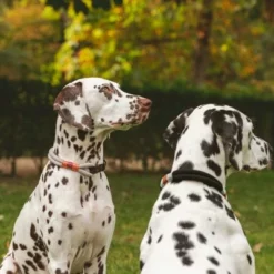 Nomad Tales Spirit Halsband, Stone 28 Nomad Tales Spirit Halsband, Stone -ZOOPLUS Verkäufe 329197 nomad tales spirit halsband stone 02 7