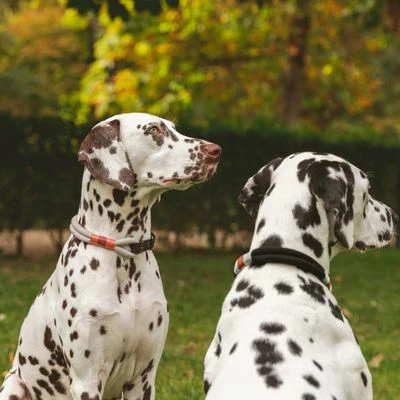 Nomad Tales Spirit Halsband, Stone 12 Nomad Tales Spirit Halsband, Stone – Bild 10