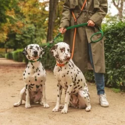 Nomad Tales Spirit Halsband, Tangerine 33 Nomad Tales Spirit Halsband, Tangerine -ZOOPLUS Verkäufe 329297 nomad tales spirit leine tangerine 05 0 1