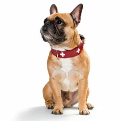 HUNTER Set: Halsband Swiss + Hundeleine Swiss 19 HUNTER Set: Halsband Swiss + Hundeleine Swiss -ZOOPLUS Verkäufe 36707 hunter swiss3 3 1