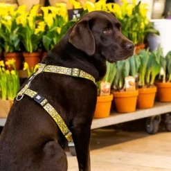 Max & Molly H-G﻿eschirr Monkey Maniac -ZOOPLUS Verkäufe 377312 377205 377206 maxnmolly hg eschirr monkeymaniac hs 04 3