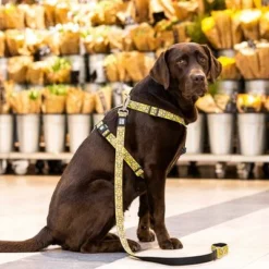 Max & Molly H-G﻿eschirr Monkey Maniac -ZOOPLUS Verkäufe 377312 377205 377206 maxnmolly hg eschirr monkeymaniac hs 06 8