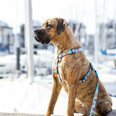 Max & Molly H-Geschirr Blue Ocean 9 Max & Molly H-Geschirr Blue Ocean – Bild 7