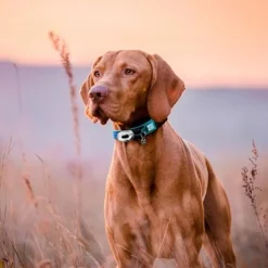 Max & Molly Matrix Ultra LED Safety Light 17 Max & Molly Matrix Ultra LED Safety Light -ZOOPLUS Verkäufe 377504 maxnmolly matrix ultraled safetylight blau hs 06 4