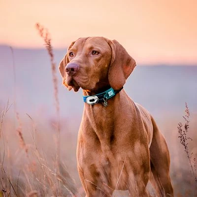 Max & Molly Matrix Ultra LED Safety Light 5 Max & Molly Matrix Ultra LED Safety Light – Bild 3