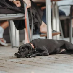 HUNTER Halsband Swiss -ZOOPLUS Verkäufe 404810 404811 hunter halsband swiss hs 07 2