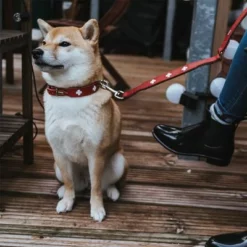 HUNTER Halsband Swiss -ZOOPLUS Verkäufe 404810 404811 hunter halsband swiss hs 09 6