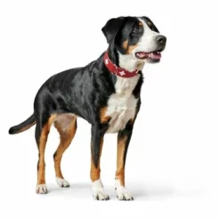 HUNTER Halsband Swiss -ZOOPLUS Verkäufe 404810 404811 hunter halsband swiss hs 11 5