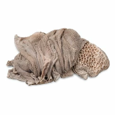 ProCani Blättermagen / Pansen Grün 5 ProCani Blättermagen / Pansen Grün – Bild 3