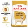 Royal Canin Labrador Retriever Adult -ZOOPLUS Verkäufe 61151 rc labrador retriever hs 01 2