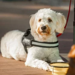 Julius K9 JULIUS-K9 IDC®-Powergeschirr - Schwarz 19 Julius K9 JULIUS-K9 IDC®-Powergeschirr - Schwarz -ZOOPLUS Verkäufe 65902 julius k9 idc powergeschirr schwarz hs10 7