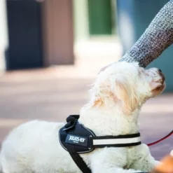 Julius K9 JULIUS-K9 IDC®-Powergeschirr - Schwarz 21 Julius K9 JULIUS-K9 IDC®-Powergeschirr - Schwarz -ZOOPLUS Verkäufe 65902 julius k9 idc powergeschirr schwarz hs8 3