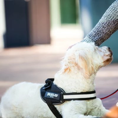 Julius K9 JULIUS-K9 IDC®-Powergeschirr - Schwarz 11 Julius K9 JULIUS-K9 IDC®-Powergeschirr - Schwarz – Bild 9