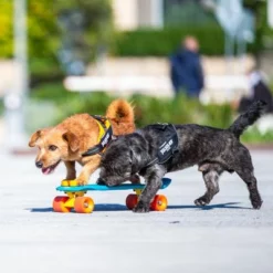 Julius K9 JULIUS-K9 IDC®-Powergeschirr - Schwarz 16 Julius K9 JULIUS-K9 IDC®-Powergeschirr - Schwarz -ZOOPLUS Verkäufe 65902 julius k9 idc powergeschirr schwarz hs9 9