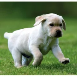 Sparpaket Rocco Junior 12 X 800 G -ZOOPLUS Verkäufe 66874 rocco welpe 1 3