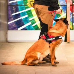 Julius K9 JULIUS-K9 IDC®-Powergeschirr - Rot -ZOOPLUS Verkäufe 73981 julius k9 idc powergeschirr rot hs6 3