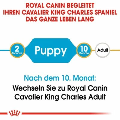 Royal Canin Cavalier King Charles Puppy 9 Royal Canin Cavalier King Charles Puppy – Bild 7