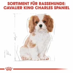 Royal Canin Cavalier King Charles Puppy 13 Royal Canin Cavalier King Charles Puppy -ZOOPLUS Verkäufe 84453 rc cavalier king charles puppy hs 04 2