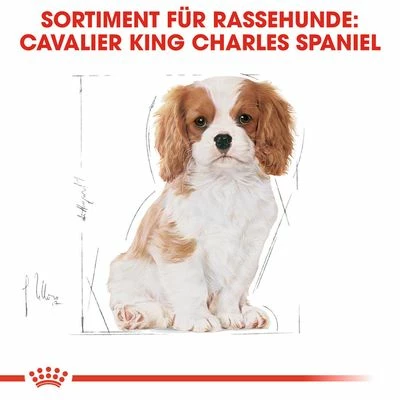 Royal Canin Cavalier King Charles Puppy 7 Royal Canin Cavalier King Charles Puppy – Bild 5