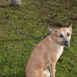 Julius K9 JULIUS-K9 IDC® Tau-Leineneu -ZOOPLUS Verkäufe 89141 juliusk9 idcropeleash hs 04 8