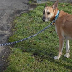 Julius K9 JULIUS-K9 IDC® Tau-Leineneu -ZOOPLUS Verkäufe 89141 juliusk9 idcropeleash hs 08 0