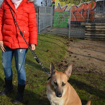 Julius K9 JULIUS-K9 IDC® Verstellbare Tau-Leine 6 Julius K9 JULIUS-K9 IDC® Verstellbare Tau-Leine – Bild 4