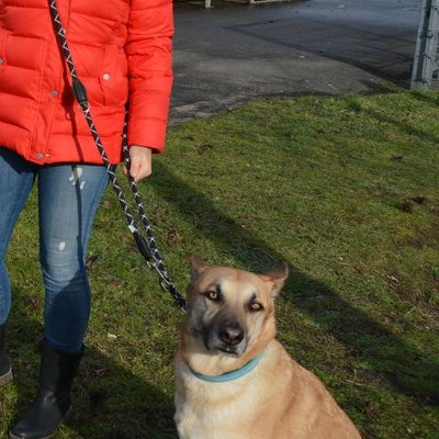 Julius K9 JULIUS-K9 IDC® Verstellbare Tau-Leine 4 Julius K9 JULIUS-K9 IDC® Verstellbare Tau-Leine – Bild 2