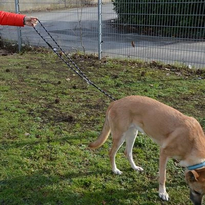 Julius K9 JULIUS-K9 IDC® Verstellbare Tau-Leine 9 Julius K9 JULIUS-K9 IDC® Verstellbare Tau-Leine – Bild 7