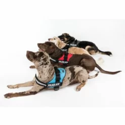 Julius K9 JULIUS-K9® Powergeschirr - Anthrazit 19 Julius K9 JULIUS-K9® Powergeschirr - Anthrazit -ZOOPLUS Verkäufe juliusk9 powergeschirr 4 farben 3