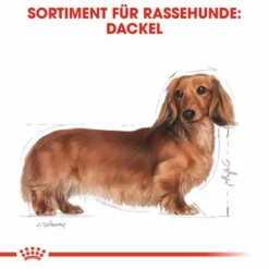 Nassfutter Als Ergänzung Zu Royal Canin Dachshund Adult -ZOOPLUS Verkäufe rc bhn wet dachshund cv eretailkit 1 de de 0
