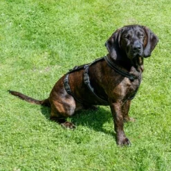 TIAKI Sicherheitsgeschirr Reflectneu -ZOOPLUS Verkäufe tiaki safety harness reflect mit hunden fg 3561 4