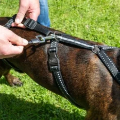 TIAKI Sicherheitsgeschirr Reflectneu -ZOOPLUS Verkäufe tiaki safety harness reflect mit hunden fg 3569 3